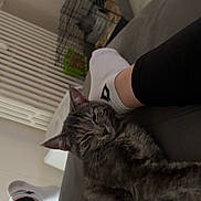 Mimi participe au concours pour gagner de l'argent avec cette photo : cat, grey_tabby, pet, indoor, sofa, white_sock, leg, leggings, relaxed, sleepy, whiskers, fur, close_up, pet_crate, floor, radiator, home, cozy, stripes, portrait