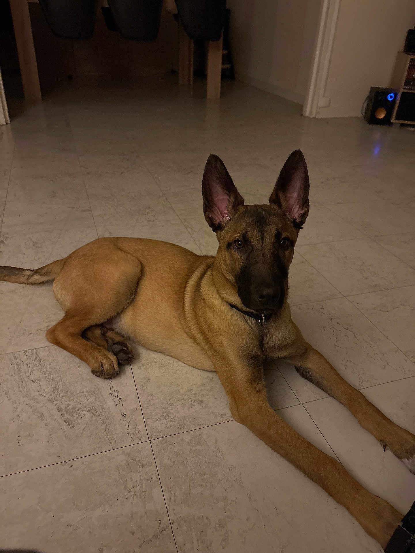 Aïko a rejoint le concours — aidez-le/la à gagner de superbes lots ! dog, canine, indoor, tiled_floor, brown_coat, ears, paws, collar, looking_at_camera, lying_down, pet, portrait, floor, home_interior, chair, speaker, table_leg, calm, evening_light, shadow