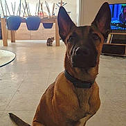 Aïko a rejoint le concours — aidez-le/la à gagner de superbes lots ! dog, cat, pet, indoor, living_room, tile_floor, dining_table, chairs_upside_down, chair_legs, television, photo_frames, glass_table, collar, erect_ears, attentive, sitting, curious, background_cat, foreground_dog, home_decor