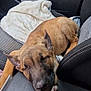 Aïko a rejoint le concours — aidez-le/la à gagner de superbes lots ! dog, sleeping, car_interior, front_seat, blanket, paw, nose, closed_eyes, brown_coat, canine, passenger, upholstery, leather, seat_belt_area, headrest, cozy, relaxed, travel, companion_animal, portrait