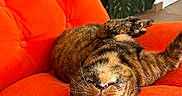 Fufi participe au concours pour gagner de l'argent avec cette photo : cat, comfortable, cozy, floor, fur, furniture, green_leaves, home, houseplant, indoor, lounging, orange_chair, paw, pet, playful, radiator, relaxed, tabby_cat, upside_down, whiskers