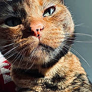 Fufi a rejoint le concours — aidez-le/la à gagner de superbes lots ! animal, cat, close_up, closeup, curious, domestic_animal, eyes, face, feline, fur, indoor, nose, pet, portrait, resting, soft_light, sunlight, tabby_cat, texture, whiskers
