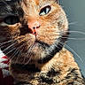 animal, cat, close_up, closeup, curious, domestic_animal, eyes, face, feline, fur, indoor, nose, pet, portrait, resting, soft_light, sunlight, tabby_cat, texture, whiskers