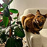 Fufi a rejoint le concours — aidez-le/la à gagner de superbes lots ! armrest, cat, cozy, curiosity, curious, domestic, furniture, green_leaves, home_decor, houseplants, indoor, leafy, living_room, natural_light, pet, plant_pots, relaxing, sofa, tortoiseshell, whiskers
