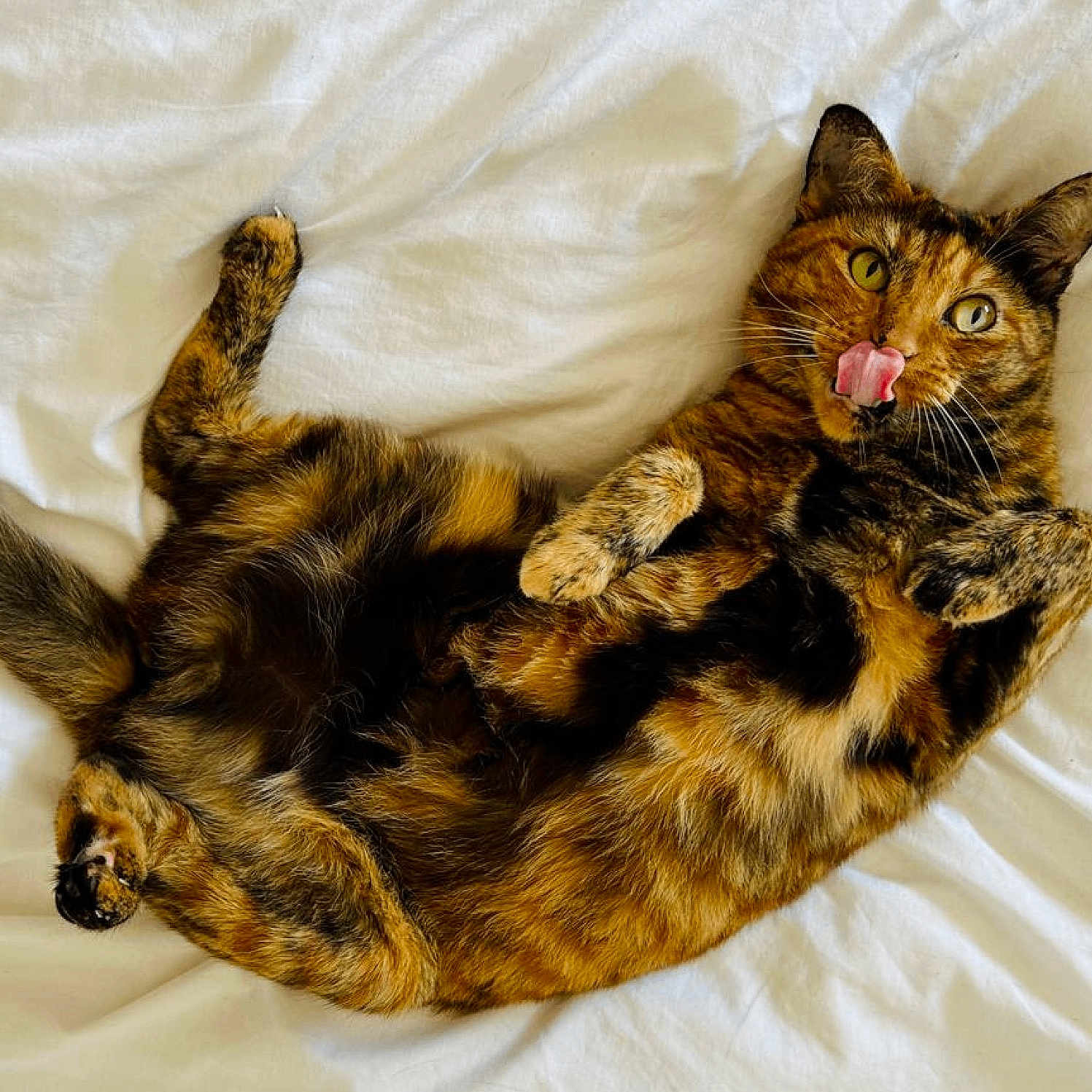 Fufi participe au concours pour gagner de l'argent avec cette photo : animal, bed, cat, cute, domestic_animal, ears, eyes, feline, fur, indoor, lying_down, paw, pet, playful, relaxed, resting, tongue_out, tortoiseshell, whiskers, white_background