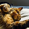 Fufi participe au concours pour gagner de l'argent avec cette photo : animal, bed, cat, closeup, cozy, cute, feline, fur, indoor, mammal, napping, paw, pet, relaxation, resting, sleeping, soft, sunlight, warm, whiskers