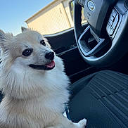 Aero is registered to the contest to win money with this photo: canine, car_interior, close_up, daylight, dog, domestic_animal, fluffy, ford_logo, fur, happy, leash, pet, seat, side_view, sitting, steering_wheel, tongue_out, vehicle, white_dog, window