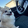 canine, car_interior, close_up, daylight, dog, domestic_animal, fluffy, ford_logo, fur, happy, leash, pet, seat, side_view, sitting, steering_wheel, tongue_out, vehicle, white_dog, window