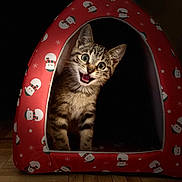 Chipeur participe au concours pour gagner de l'argent avec cette photo : abyssinian, accessories, animal, bag, canine, cat, den, dog, doghouse, egyptiancat, handbag, hardwood, indoors, kennel, kitten, manx, pet, tent, triangle, wood