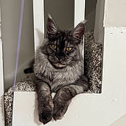 Hermes is registered to the contest to win money with this photo: cat, gray_cat, tabby, yellow_eyes, carpet, staircase, banister, indoor, pet, feline, relaxed, fur, whiskers, paw, looking, closeup, animal, mammal, cute, resting