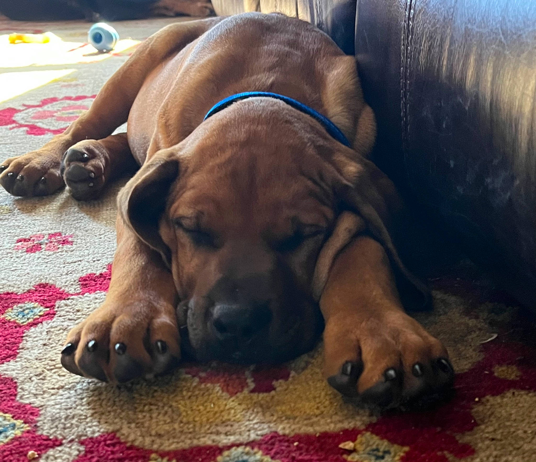 Snoop joined the competition — help win amazing prizes! canidae, carnivore, comfort, companion_dog, dog, dog_breed, dog_collar, dog_supply, fawn, flooring, guard_dog, liver, non_sporting_group, paw, pet_supply, snout, sporting_group, working_animal, working_dog, wrinkle