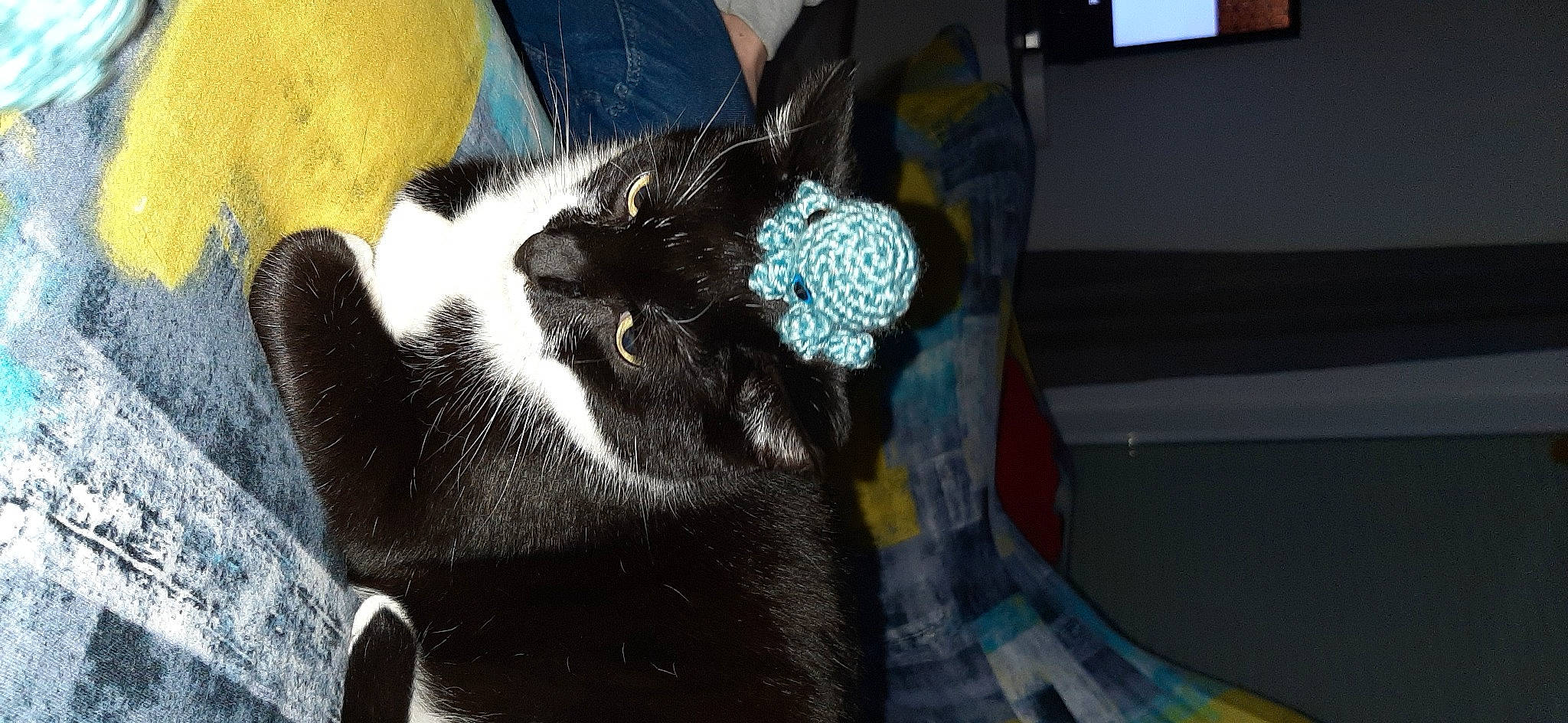 Obiwan participe au concours pour gagner de l'argent avec cette photo : black_cat, carnivore, cat, claw, comfort, domestic_short_haired_cat, electric_blue, fashion_accessory, felidae, foot, formal_wear, fur, human_leg, leg, pattern, paw, small_to_medium_sized_cats, snout, tail, whiskers