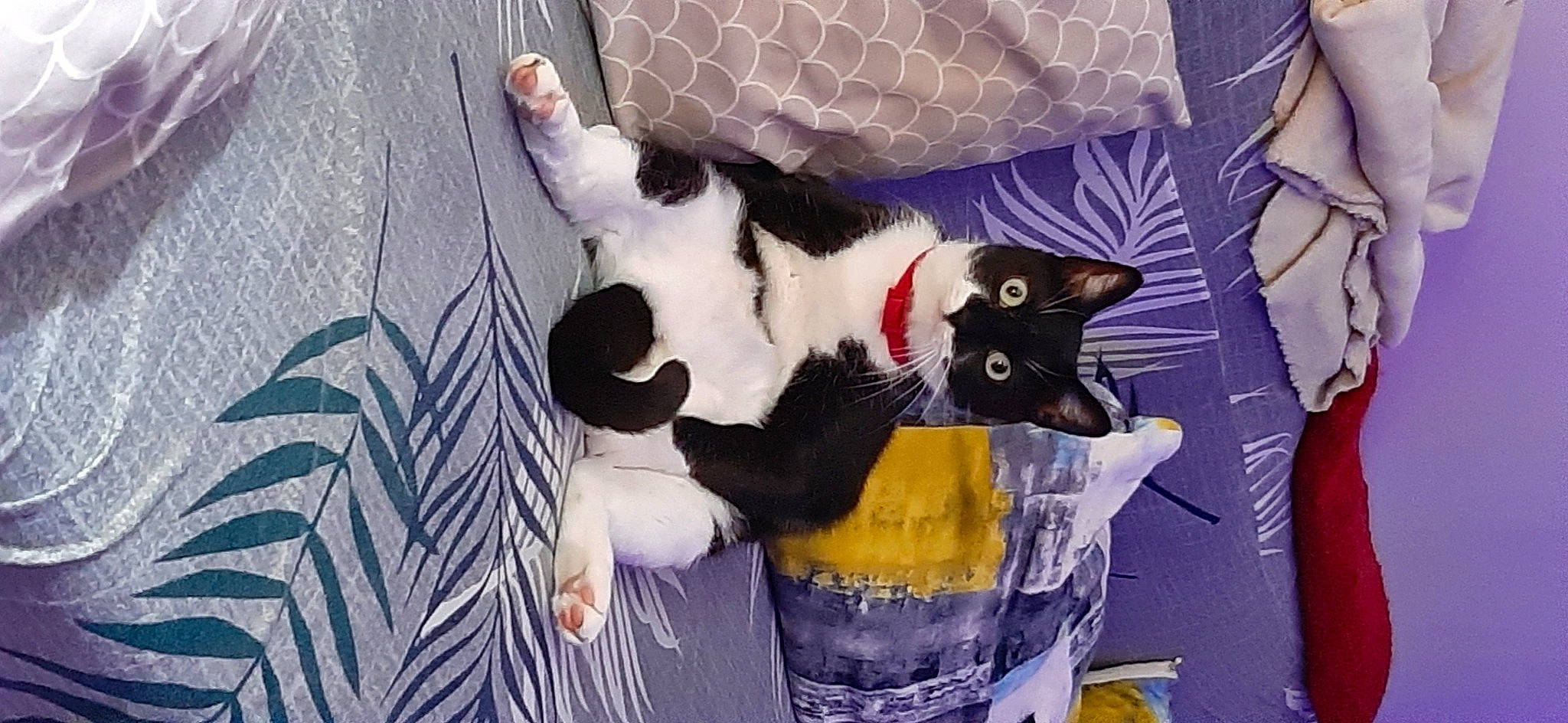 Obiwan a rejoint le concours — aidez-le/la à gagner de superbes lots ! canidae, carnivore, cat, cat_supply, claw, comfort, domestic_short_haired_cat, felidae, fur, lap, linens, paw, small_to_medium_sized_cats, snout, tail, textile, whiskers