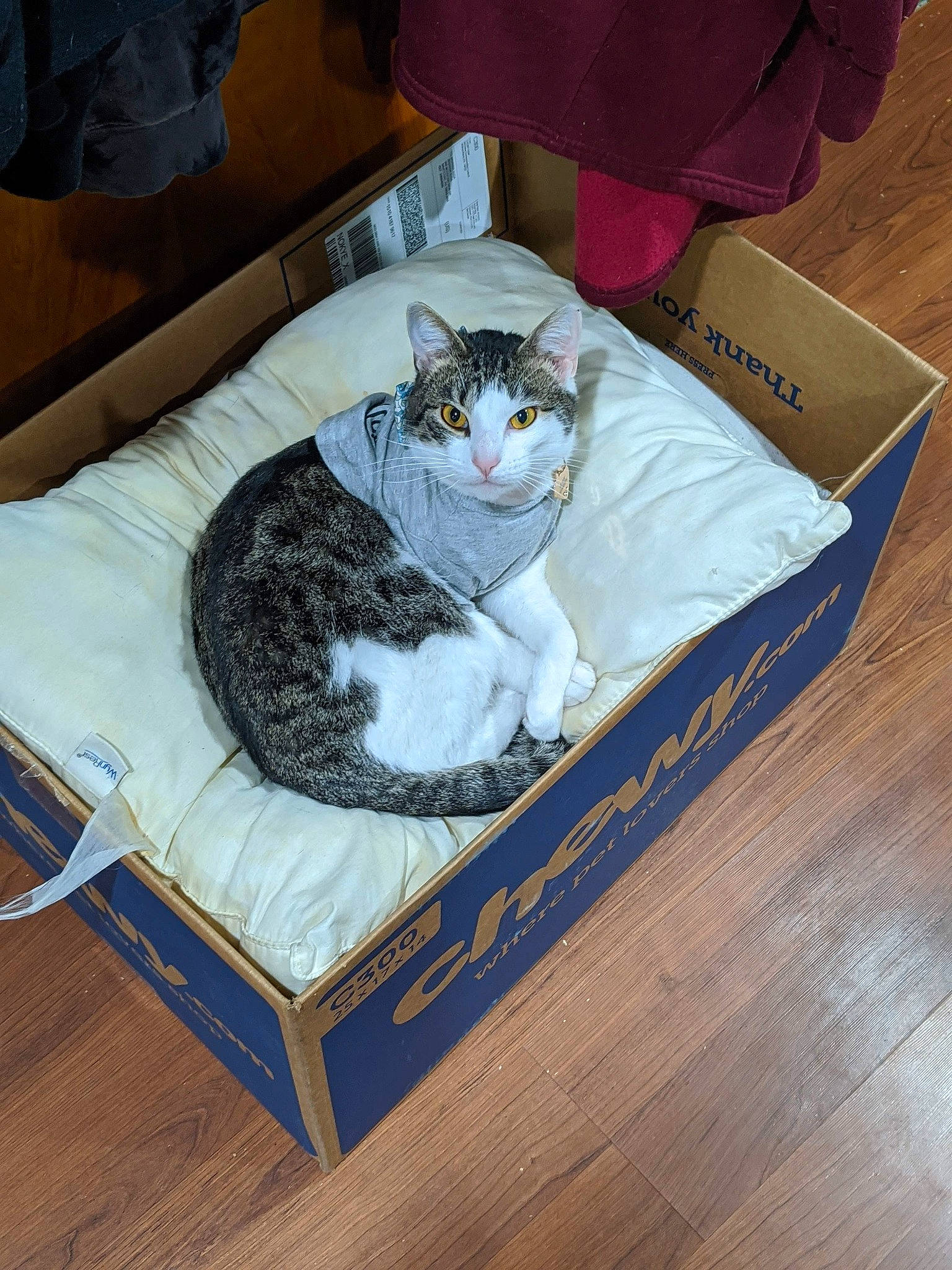 Mr. Man Aka Manbearpig is registered to the contest to win money with this photo: carnivore, cat, cat_bed, cat_supply, domestic_short_haired_cat, european_shorthair, felidae, small_to_medium_sized_cats, table, whiskers