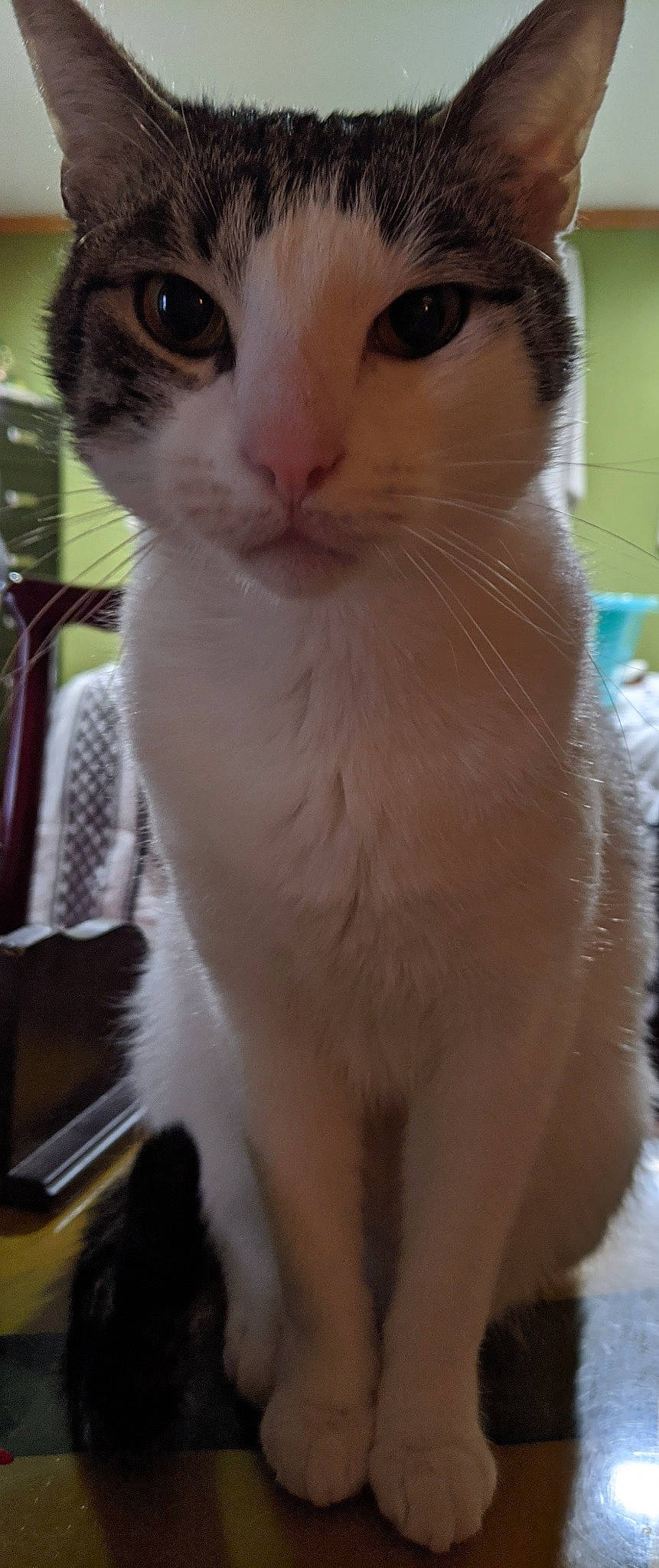 Mr. Man Aka Manbearpig is registered to the contest to win money with this photo: aegean_cat, american_curl, american_wirehair, asian, burmilla, carnivore, cat, domestic_short_haired_cat, eye, felidae, fur, japanese_bobtail, mammal, nose, singapura, small_to_medium_sized_cats, snout, turkish_van, vertebrate, whiskers