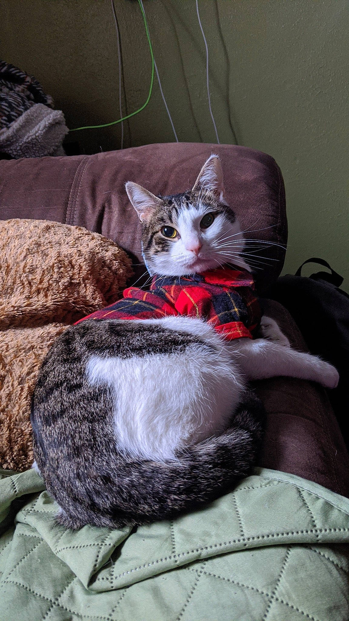 Mr. Man Aka Manbearpig is registered to the contest to win money with this photo: asian, carnivore, cat, comfort, domestic_short_haired_cat, european_shorthair, felidae, fur, kitten, lap, nap, small_to_medium_sized_cats, tabby_cat, whiskers