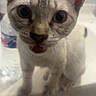 animal, blurred_background, cat, close_up, curious, cute, domestic, ears, eyes, feline, fur, indoor, kitten, mouth_open, pet, portrait, sink, water_bottle, whiskers, young
