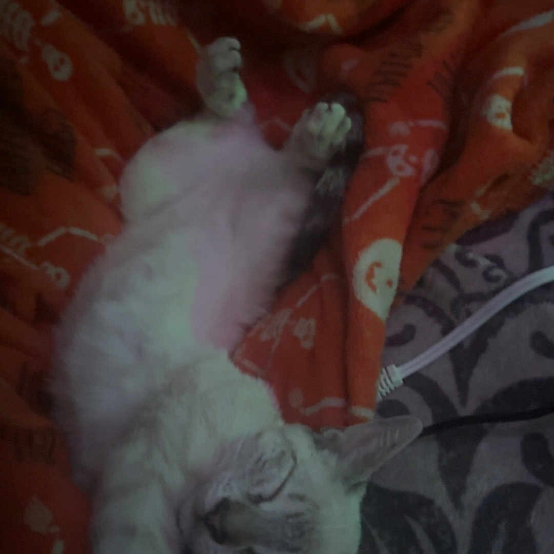 Willow