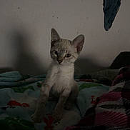 Willow joined the competition — help win amazing prizes! animal, bed, blanket, blue_cloth, cat, cozy, curious, cute, feline, fur, indoor, kitten, looking, pet, resting, shadow, small, soft, wall, young