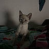 animal, bed, blanket, blue_cloth, cat, cozy, curious, cute, feline, fur, indoor, kitten, looking, pet, resting, shadow, small, soft, wall, young