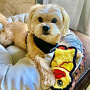 Tobi joined the competition — help win amazing prizes! animal, bed, black_harness, cozy, curtains, cushion, cute, dog, fur, furniture, home, indoor, light_brown, looking_at_camera, pet, plush_toy, relaxing, small_dog, soft_texture, toy