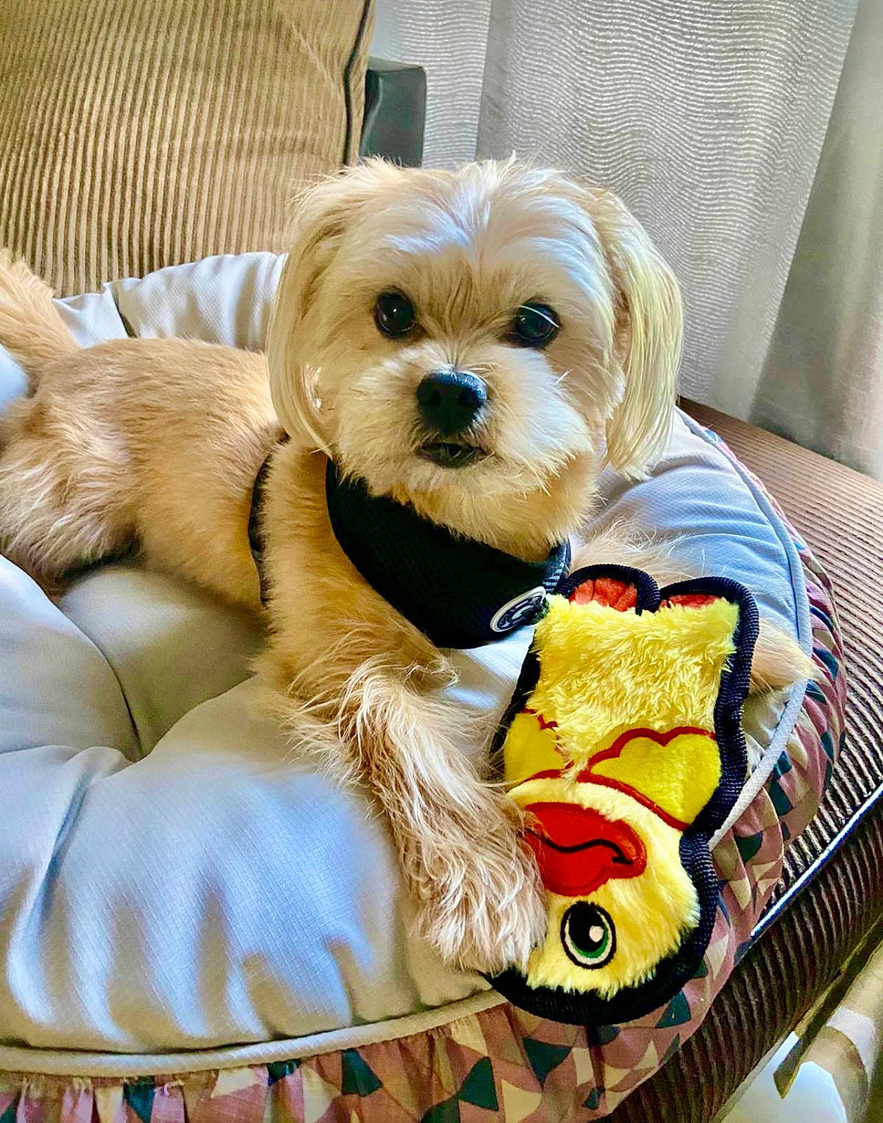 Tobi