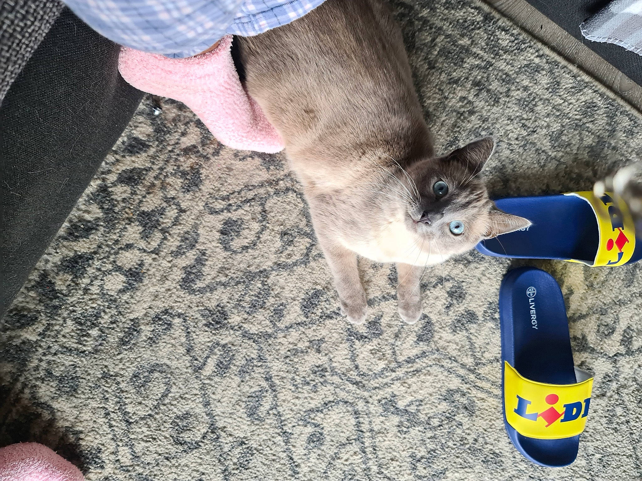 Suzy a rejoint le concours — aidez-le/la à gagner de superbes lots ! canidae, carnivore, companion_dog, dog_breed, domestic_short_haired_cat, electric_blue, fawn, felidae, flooring, foot, human_leg, nail, paw, pet_supply, shoe, small_to_medium_sized_cats, snout, sporting_group, tail, whiskers