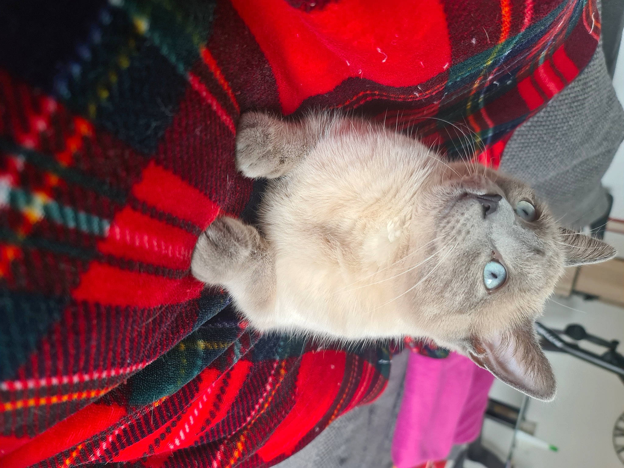 Suzy a rejoint le concours — aidez-le/la à gagner de superbes lots ! canidae, carnivore, cat, claw, collar, dog_breed, domestic_short_haired_cat, fawn, felidae, fur, pattern, paw, plaid, red, russian_blue, small_to_medium_sized_cats, tail, tartan, thai, whiskers