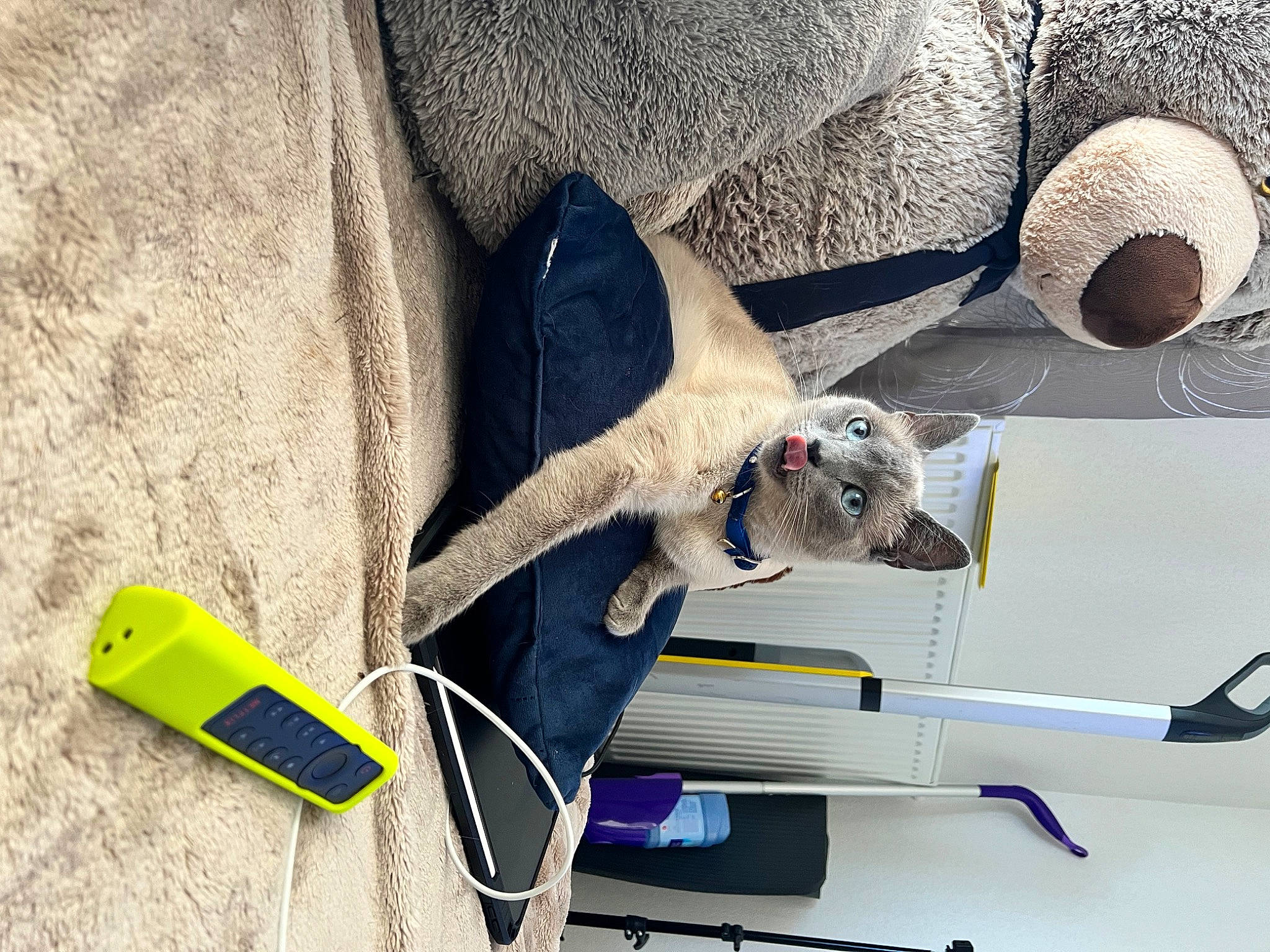 Suzy a rejoint le concours — aidez-le/la à gagner de superbes lots ! carnivore, collar, dog, electric_blue, electrical_wiring, everyday_carry, machine, mechanical_fan, office_supplies, walking_shoe, white, wire