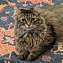 cat, tabby_cat, fluffy, fur, pet, animal, indoor, carpet, patterned_rug, relaxed, resting, cute, whiskers, ears, paws, domestic_cat, mammal, feline, laying_down, close_up