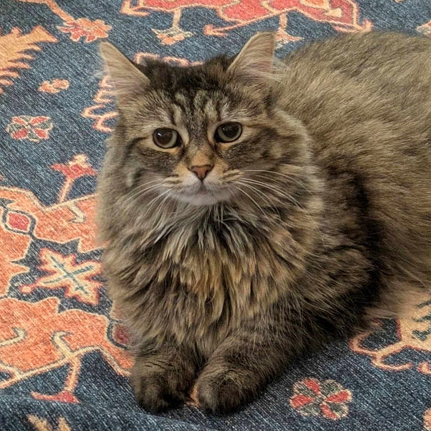 Catherine is registered to the contest to win money with this photo: animal, carpet, cat, close_up, cute, domestic_cat, ears, feline, fluffy, fur, indoor, laying_down, mammal, patterned_rug, paws, pet, relaxed, resting, tabby_cat, whiskers