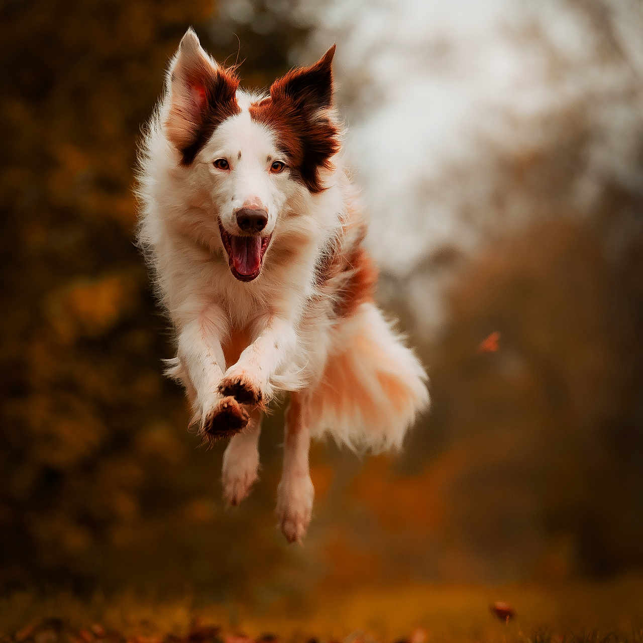 Pixie participe au concours pour gagner de l'argent avec cette photo : animal, bodypart, canine, cockerspaniel, collie, dog, eskimodog, husky, mouth, person, pet, puppy, redwolf, terrier, tongue, whitedog, wolf