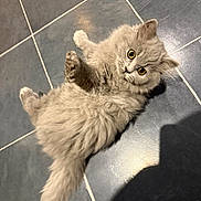 Spencer joined the competition — help win amazing prizes! adorable, animal, cat, cute, domestic_cat, floor, fluffy, fur, gray, indoor, kitten, looking_up, paws, pet, playful, small, tile, whiskers, yellow_eyes, young