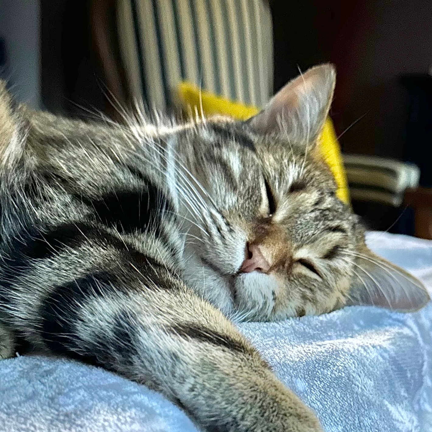 Ruby participe au concours pour gagner de l'argent avec cette photo : abyssinian, animal, armchair, blanket, cat, chair, couch, cushion, furniture, homedecor, indoors, kitten, manx, person, pet, sleeping