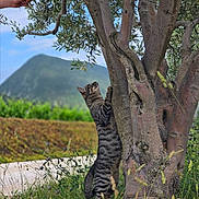 Vaska a rejoint le concours — aidez-le/la à gagner de superbes lots ! cat, tabby_cat, climbing_cat, tree, tree_trunk, olive_tree, grass, meadow, mountain, sky, leaves, nature, outdoor, human_hand, wildlife, paws, stripes, trunk_bark, path, wildflowers