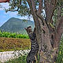 cat, tabby_cat, climbing_cat, tree, tree_trunk, olive_tree, grass, meadow, mountain, sky, leaves, nature, outdoor, human_hand, wildlife, paws, stripes, trunk_bark, path, wildflowers