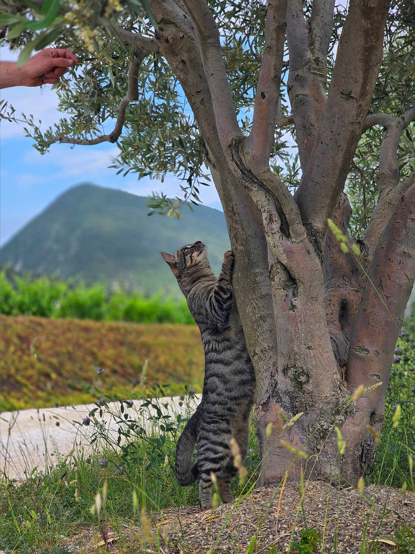 Vaska a rejoint le concours — aidez-le/la à gagner de superbes lots ! cat, tabby_cat, climbing_cat, tree, tree_trunk, olive_tree, grass, meadow, mountain, sky, leaves, nature, outdoor, human_hand, wildlife, paws, stripes, trunk_bark, path, wildflowers