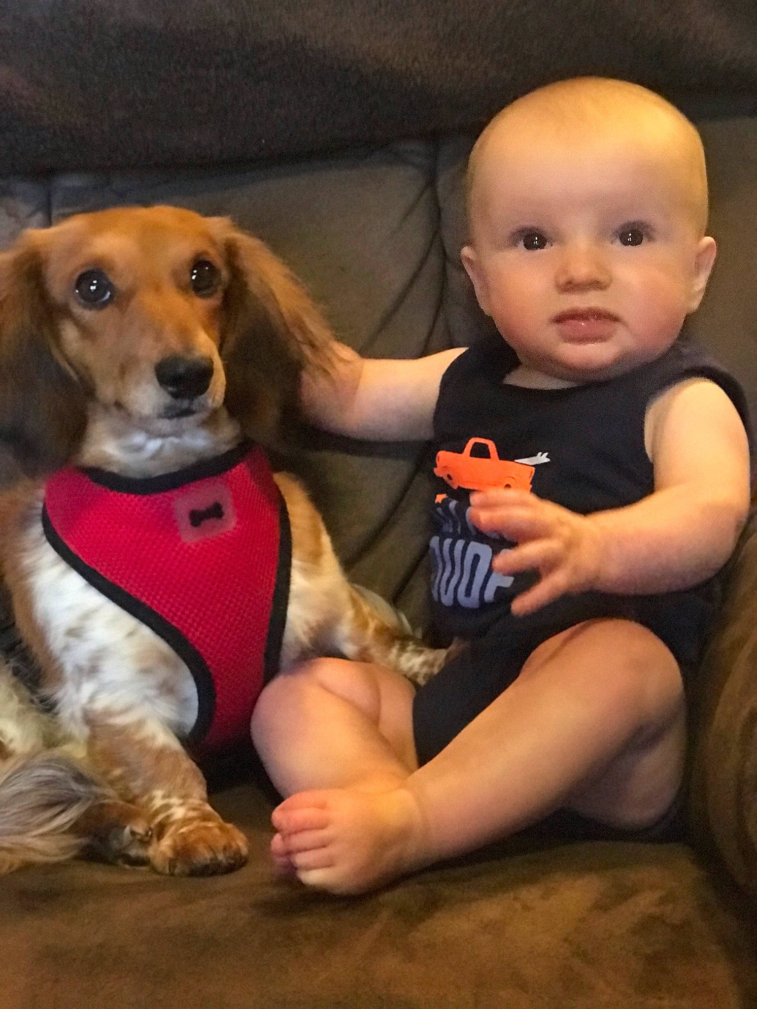 Deklyn joined the competition — help win amazing prizes! canidae, carnivore, child, companion_dog, dachshund, dog, dog_breed, fawn, person, puppy_love, snout, toddler