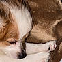 Charlie is registered to the contest to win money with this photo: puppy, sleeping, dog, close_up, brown, white, fur, paw, nose, blanket, cozy, cute, pet, animal, resting, soft, indoors, calm, young, adorable