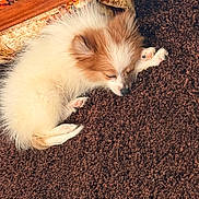 Charlie is registered to the contest to win money with this photo: puppy, dog, sleeping, fur, brown_carpet, indoor, cozy, blanket, wooden_furniture, pet, cute, small_dog, resting, animal, fluffy, paw, relaxed, home, nap, adorable