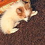 puppy, dog, sleeping, fur, brown_carpet, indoor, cozy, blanket, wooden_furniture, pet, cute, small_dog, resting, animal, fluffy, paw, relaxed, home, nap, adorable