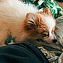 Charlie is registered to the contest to win money with this photo: dog, fluffy, white, brown, resting, blanket, indoor, cozy, fur, pet, canine, sleepy, soft, fabric, couch, clothing, relaxed, animal, companion, closeup