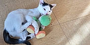 Louna participe au concours pour gagner de l'argent avec cette photo : abyssinian, accessories, angora, animal, cat, hardwood, indoors, kitten, leash, manx, person, pet, plush, plywood, siamese, sleeping, strap, tile, toy, wood
