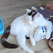 Louna a rejoint le concours — aidez-le/la à gagner de superbes lots ! cat, white_cat, black_spots, shoe, sneaker, floor, wood_floor, indoor, pet, animal, paw, tail, resting, footwear, casual, home, blurred, playing, cozy, domestic