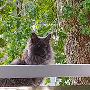 Percival a rejoint le concours — aidez-le/la à gagner de superbes lots ! alert, animal, cat, daylight, fence, fluffy, fur, gray_cat, greenery, leaves, mammal, nature, outdoor, pet, portrait, railing, sitting, tree, watching, wildlife