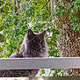 alert, animal, cat, daylight, fence, fluffy, fur, gray_cat, greenery, leaves, mammal, nature, outdoor, pet, portrait, railing, sitting, tree, watching, wildlife