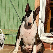 Kyron a rejoint le concours — aidez-le/la à gagner de superbes lots ! bull_and_terrier, bull_terrier, bull_terrier_miniature, bulldog, carnivoran, dog, dog_breed, dog_breed_group, dog_like_mammal, mammal, non_sporting_group, old_english_terrier, snout