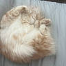 bedspread, cat, cozy, cream_color, curled_up, cute, domestic_cat, feline, fluffy, fur, indoor, nap, paws, pet, quilted, relaxed, resting, sleeping, whiskers, white_color
