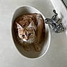 animal, bathroom, cat, chrome_faucet, clean, closeup, cozy, curious, cute, domestic, ears, fur, indoor, orange_cat, paw, pet, sink, tail, whiskers, white_countertop