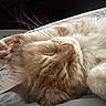 animal, bed, cat, closeup, cozy, cute, domestic_animal, feline, fur, mammal, orange_cat, paw, pet, pink_paw, relaxing, resting, sleeping, soft, whisker, whiskers